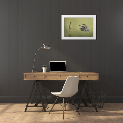 Downy woodpecker flying White Modern Wood Framed Art Print by Jones, Adam