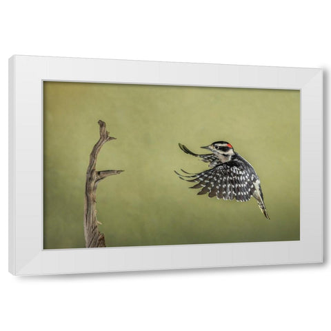 Downy woodpecker flying White Modern Wood Framed Art Print by Jones, Adam