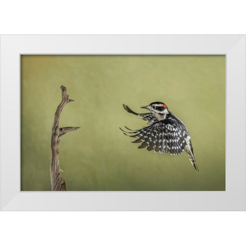 Downy woodpecker flying White Modern Wood Framed Art Print by Jones, Adam