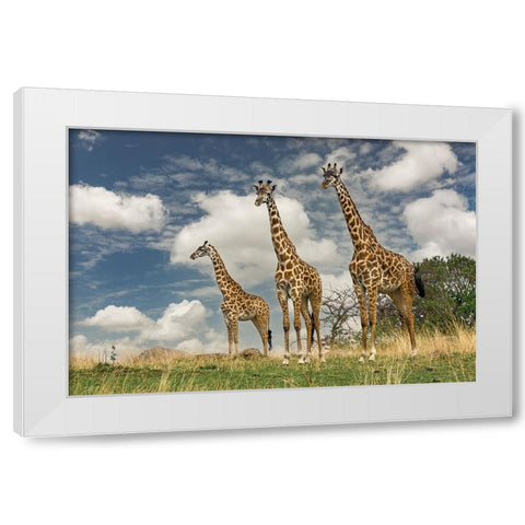 Three Masai Giraffe White Modern Wood Framed Art Print by Jones, Adam