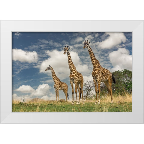 Three Masai Giraffe White Modern Wood Framed Art Print by Jones, Adam