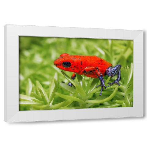 Blue-jeans frog-Strawberry poison dart frog White Modern Wood Framed Art Print by Jones, Adam