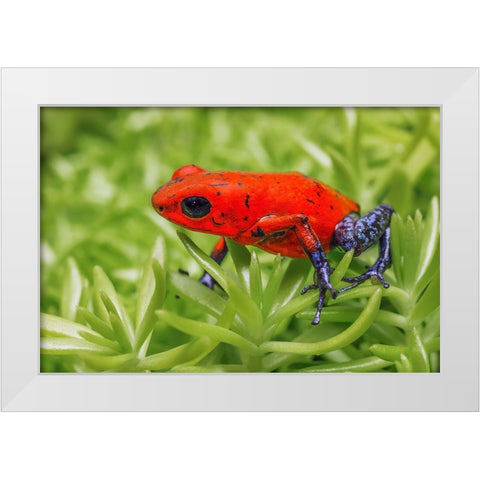 Blue-jeans frog-Strawberry poison dart frog White Modern Wood Framed Art Print by Jones, Adam