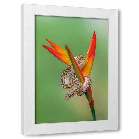 Ball python White Modern Wood Framed Art Print by Jones, Adam