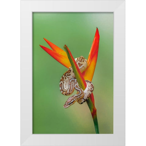 Ball python White Modern Wood Framed Art Print by Jones, Adam