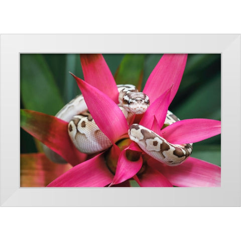 Ball python White Modern Wood Framed Art Print by Jones, Adam