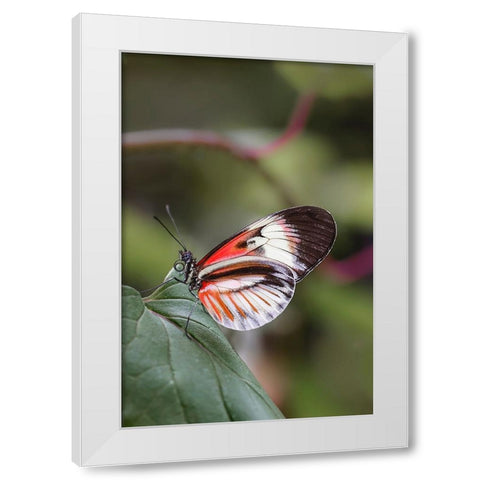 Piano key or Postman butterflies White Modern Wood Framed Art Print by Jones, Adam