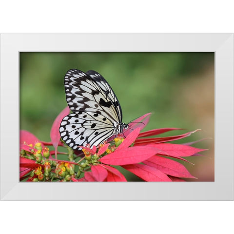 Paper kite or Large tree nymph butterfly White Modern Wood Framed Art Print by Jones, Adam
