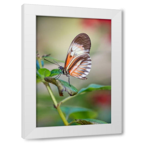Piano key or Postman butterflies White Modern Wood Framed Art Print by Jones, Adam