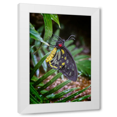Common green birdwing-Cape York Birdwing White Modern Wood Framed Art Print by Jones, Adam