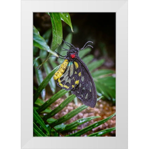 Common green birdwing-Cape York Birdwing White Modern Wood Framed Art Print by Jones, Adam