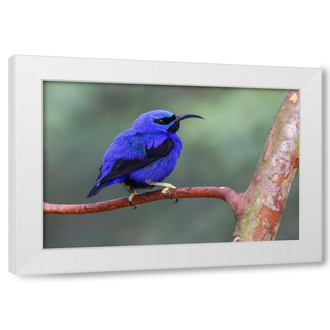 Yellow-legged honeycreeper-native to South America White Modern Wood Framed Art Print by Jones, Adam