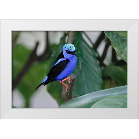 Red-legged honeycreeper White Modern Wood Framed Art Print by Jones, Adam