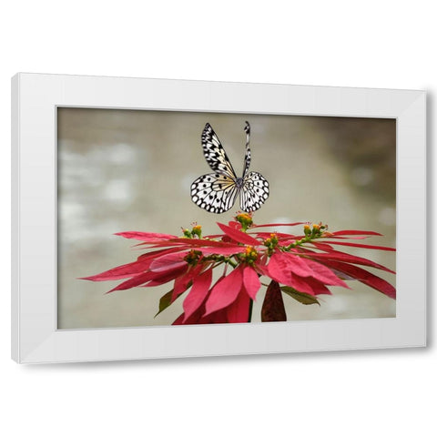 Paper kite or Large tree nymph butterfly flying White Modern Wood Framed Art Print by Jones, Adam