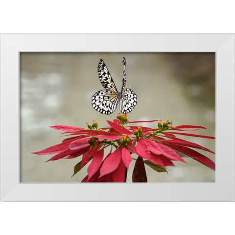 Paper kite or Large tree nymph butterfly flying White Modern Wood Framed Art Print by Jones, Adam