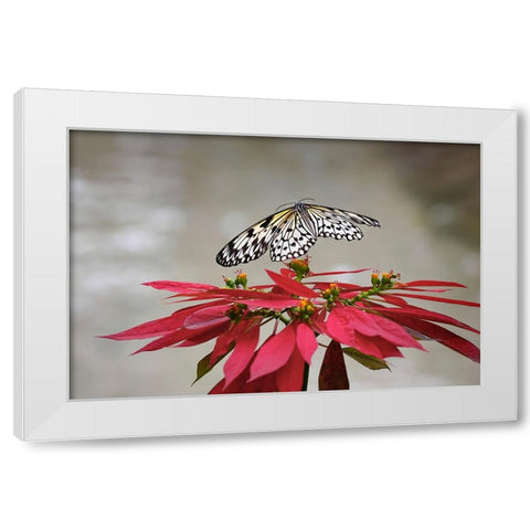 Paper kite or Large tree nymph butterfly flying White Modern Wood Framed Art Print by Jones, Adam