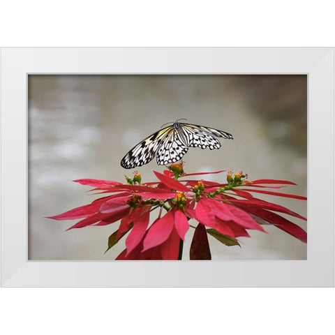 Paper kite or Large tree nymph butterfly flying White Modern Wood Framed Art Print by Jones, Adam