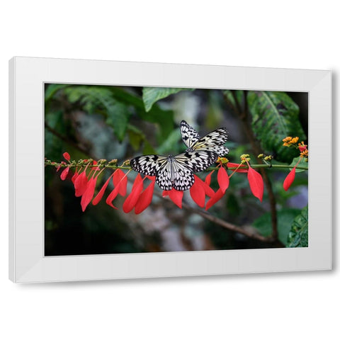 Paper kite or Large tree nymph butterfly flying White Modern Wood Framed Art Print by Jones, Adam