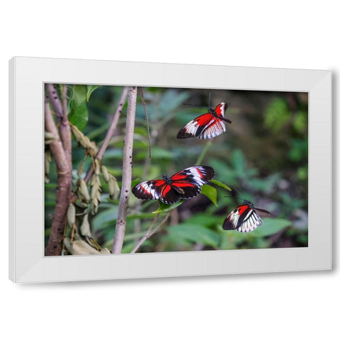 Piano key or Postman butterflies flying White Modern Wood Framed Art Print by Jones, Adam