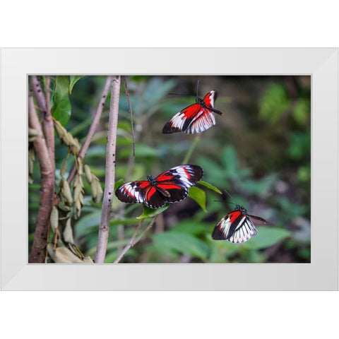 Piano key or Postman butterflies flying White Modern Wood Framed Art Print by Jones, Adam