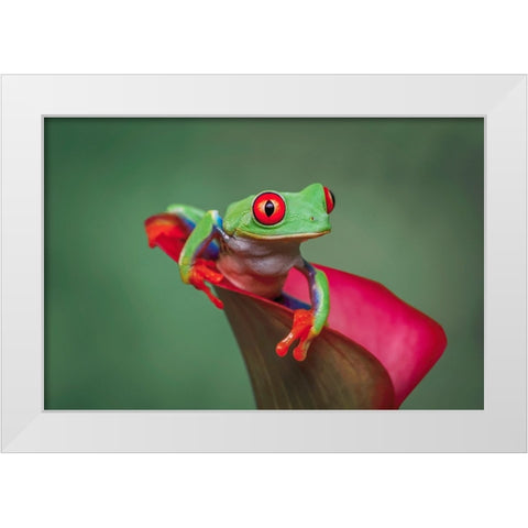 Red-eyed tree frog White Modern Wood Framed Art Print by Jones, Adam
