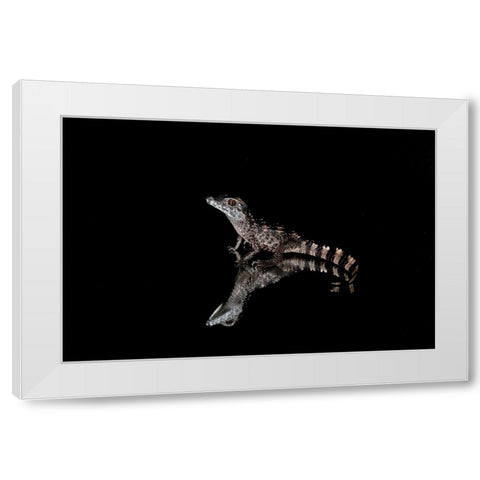 Crocodile Gecko-Moorish Gecko White Modern Wood Framed Art Print by Jones, Adam