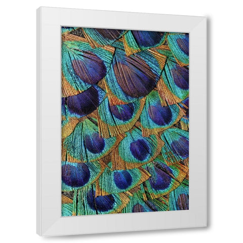 Pattern in peacock feathers White Modern Wood Framed Art Print by Jones, Adam