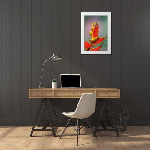 Juvenile Green tree python White Modern Wood Framed Art Print by Jones, Adam