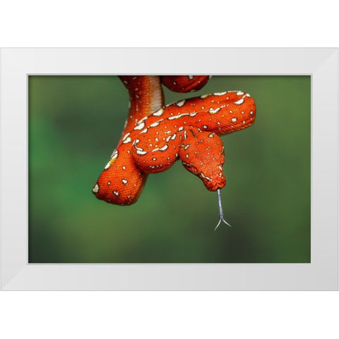 Juvenile Green tree python White Modern Wood Framed Art Print by Jones, Adam