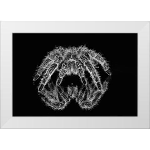 Black and white of Mexican redknee tarantula reflected on mirror White Modern Wood Framed Art Print by Jones, Adam