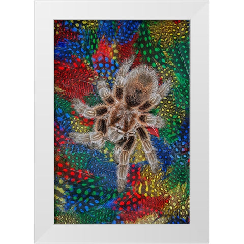 Mexican redknee tarantula on colorful feathers White Modern Wood Framed Art Print by Jones, Adam