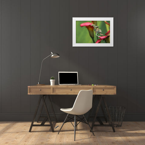 Veiled chameleon White Modern Wood Framed Art Print by Jones, Adam