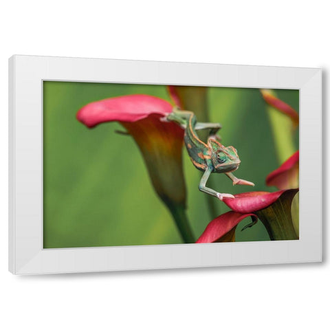 Veiled chameleon White Modern Wood Framed Art Print by Jones, Adam