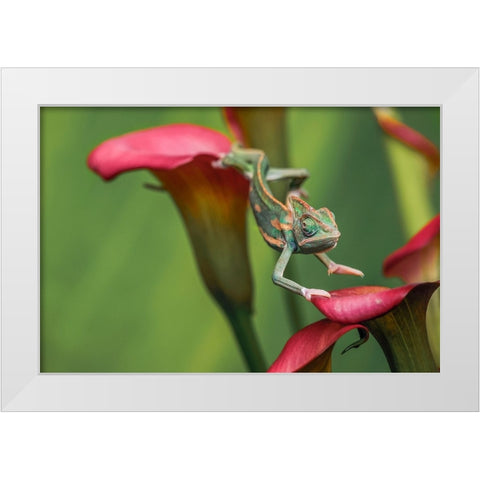 Veiled chameleon White Modern Wood Framed Art Print by Jones, Adam