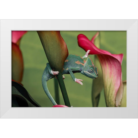 Veiled chameleon White Modern Wood Framed Art Print by Jones, Adam