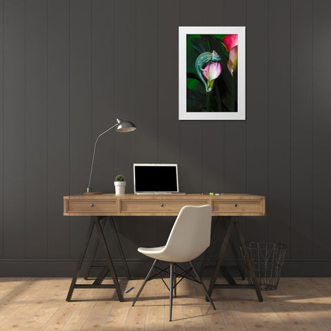 Veiled chameleon White Modern Wood Framed Art Print by Jones, Adam