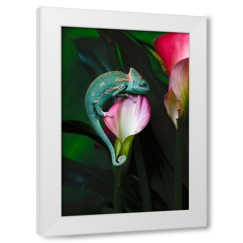 Veiled chameleon White Modern Wood Framed Art Print by Jones, Adam