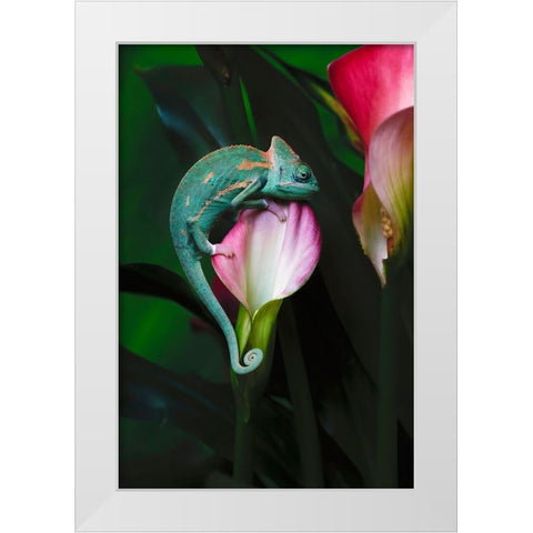 Veiled chameleon White Modern Wood Framed Art Print by Jones, Adam