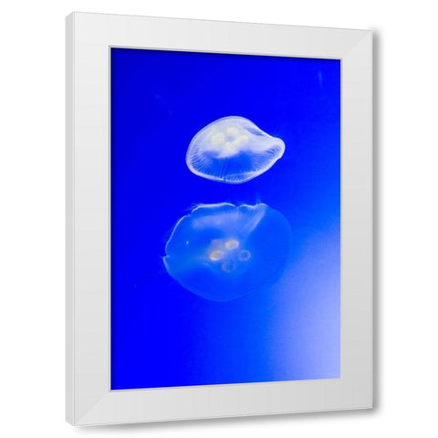 Graceful Jellyfish in Aquarium White Modern Wood Framed Art Print by Miller, Anna