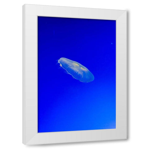 Graceful Jellyfish in Aquarium White Modern Wood Framed Art Print by Miller, Anna
