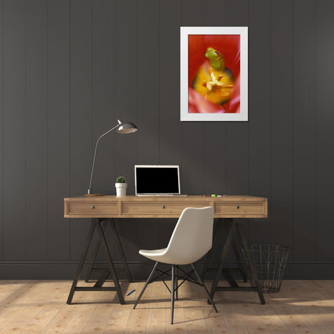 Frog In Tulip White Modern Wood Framed Art Print by Rotenberg, Nancy