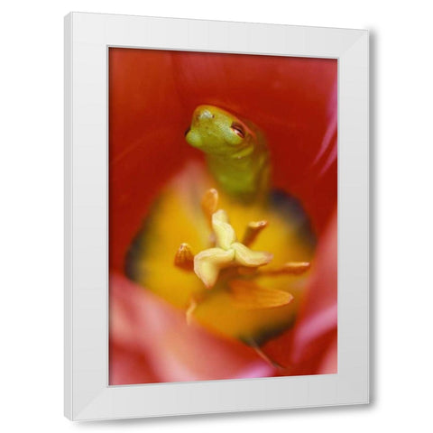 Frog In Tulip White Modern Wood Framed Art Print by Rotenberg, Nancy