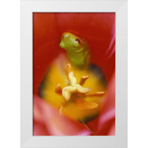 Frog In Tulip White Modern Wood Framed Art Print by Rotenberg, Nancy