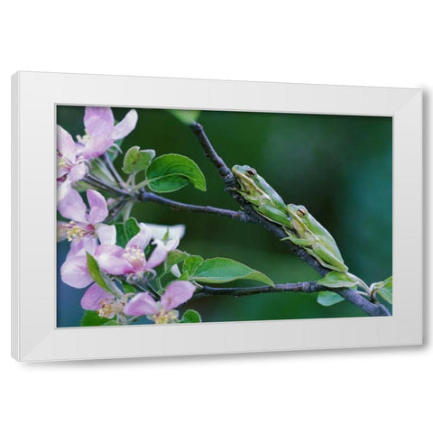 Two Frogs on Branch White Modern Wood Framed Art Print by Rotenberg, Nancy