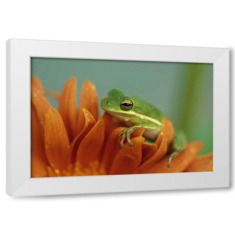 Green Tree Frog on Flower in garden White Modern Wood Framed Art Print by Rotenberg, Nancy
