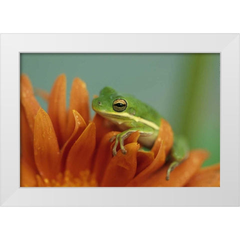 Green Tree Frog on Flower in garden White Modern Wood Framed Art Print by Rotenberg, Nancy