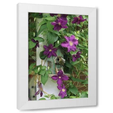 Wren in birdhouse in clematis vine White Modern Wood Framed Art Print by Rotenberg, Nancy