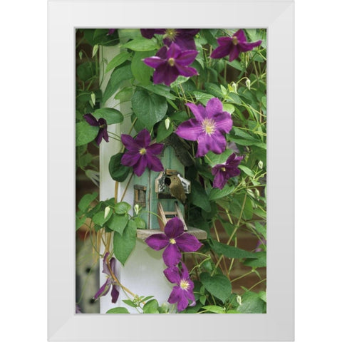 Wren in birdhouse in clematis vine White Modern Wood Framed Art Print by Rotenberg, Nancy