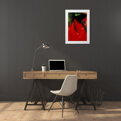 Red dahlia in a dew drop White Modern Wood Framed Art Print by Kirkland, Dennis