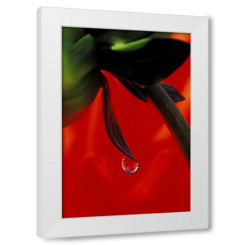 Red dahlia in a dew drop White Modern Wood Framed Art Print by Kirkland, Dennis